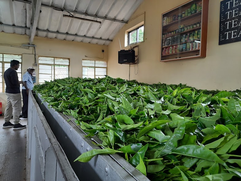 tea museum munnar